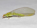 Chrysoperla lucasina